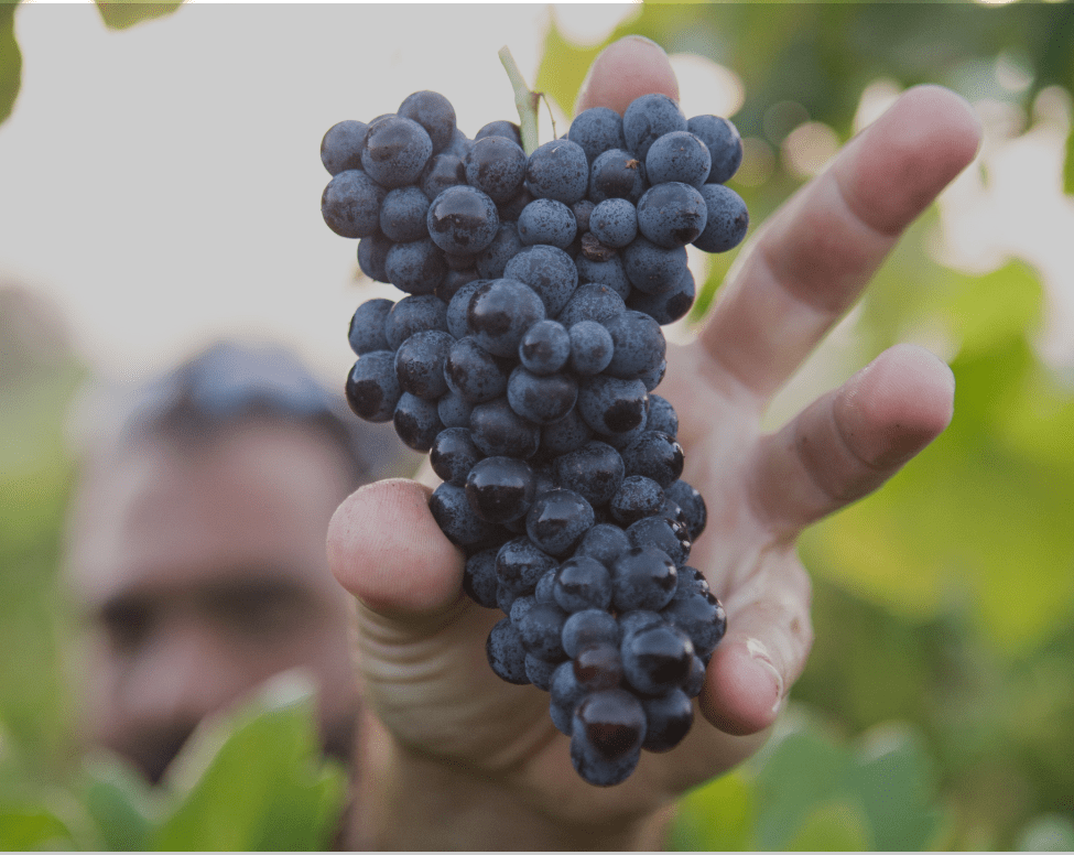 gestion production viti-vinicole