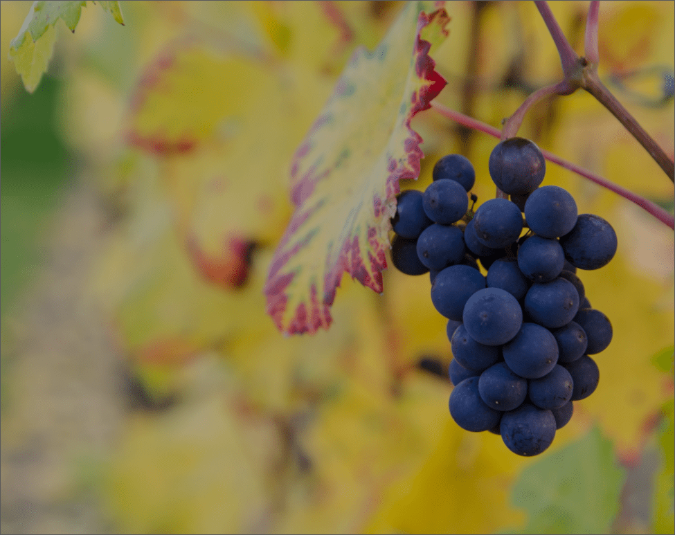 Suivi developpement vigne