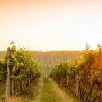 Logiciel traçabilité gestion viti-vinicole